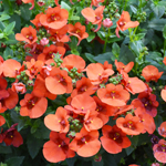 Diascia Elfjes Orange